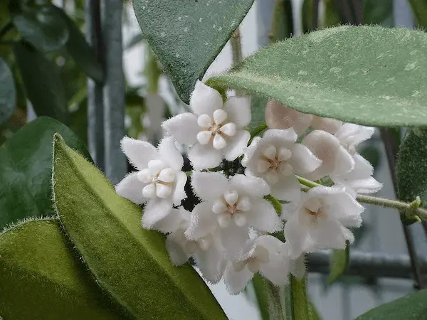 Hoya Thomsonii