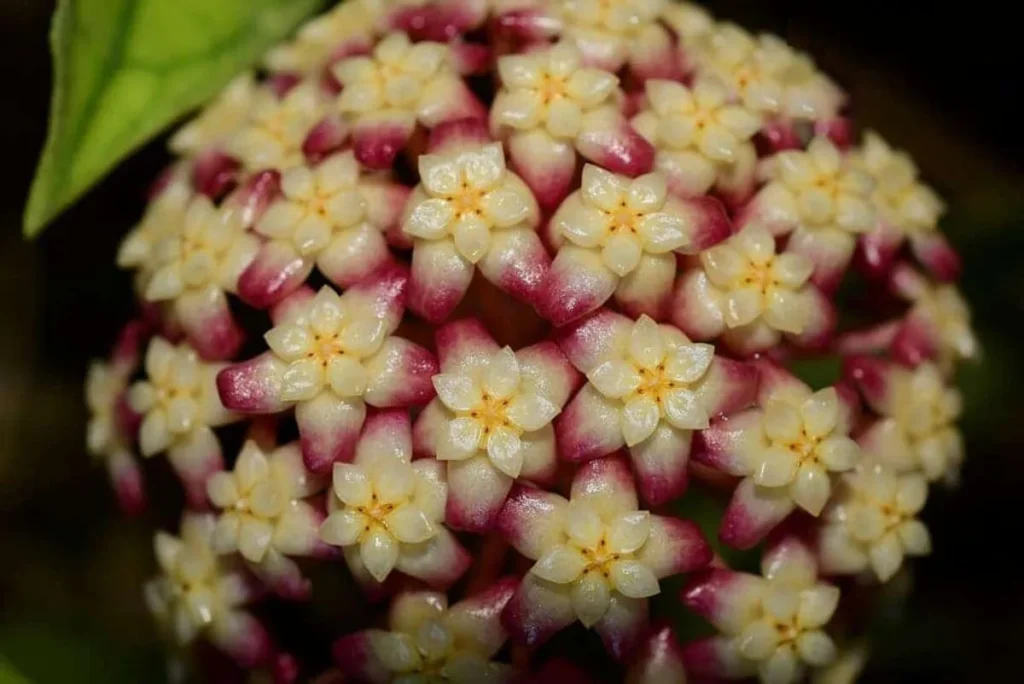 Hoya Finlaysonii Plant