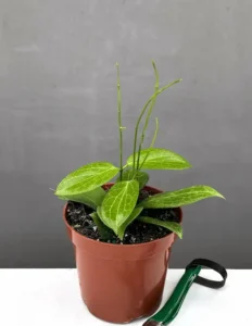 The Hoya Fitchii Plant