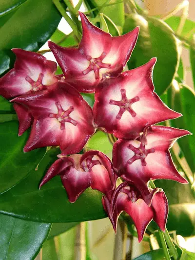 The Enchanting Hoya Macgillivrayi