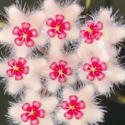 Hoya Caudata Plant