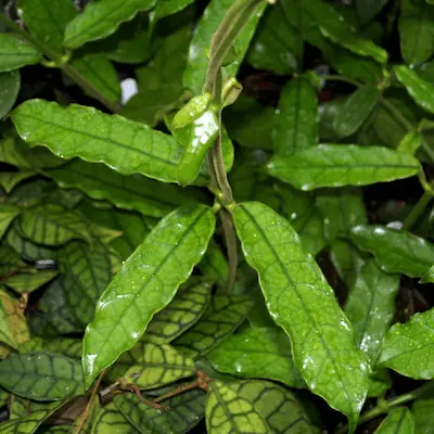 Hoya Globulosa Plant