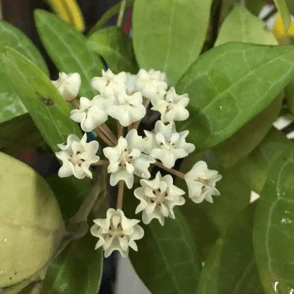 Hoya Elliptica Plant