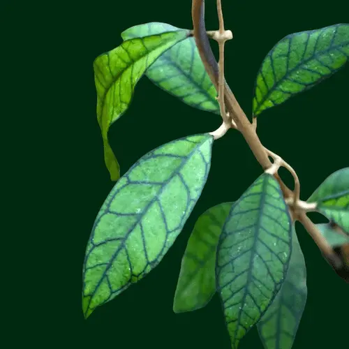 Hoya Callistophylla Plant